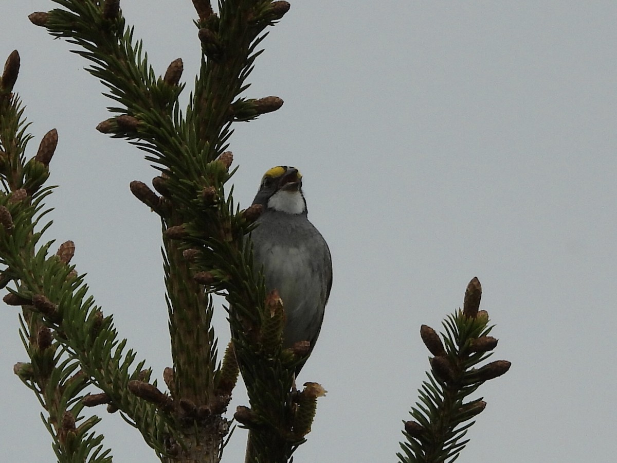 White-throated Sparrow - ML619776451