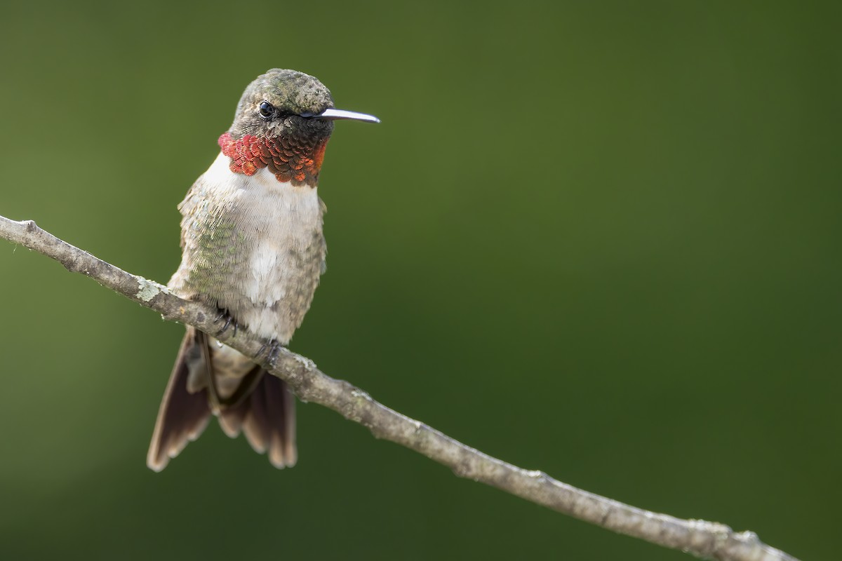 Ruby-throated Hummingbird - ML619776459