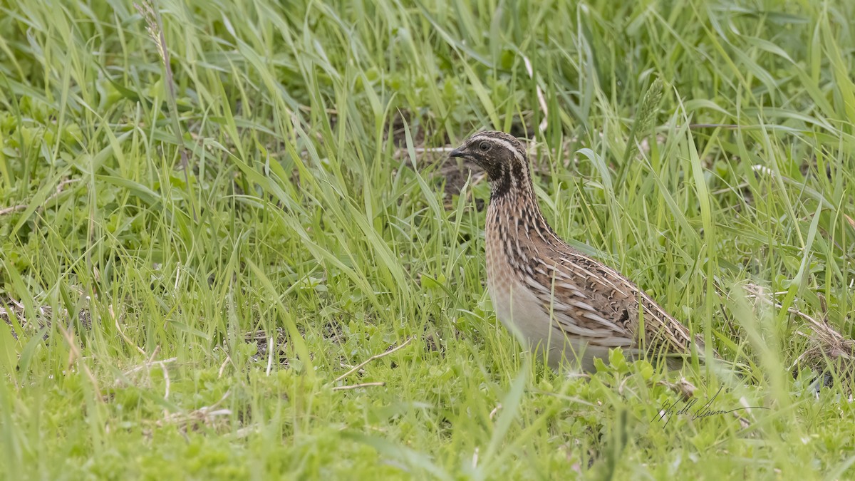 Common Quail - ML619776470