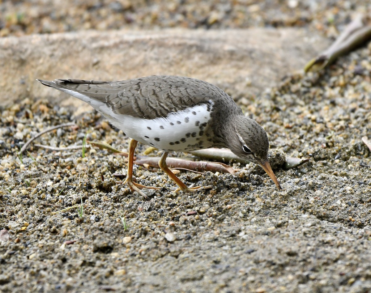 Spotted Sandpiper - ML619776491