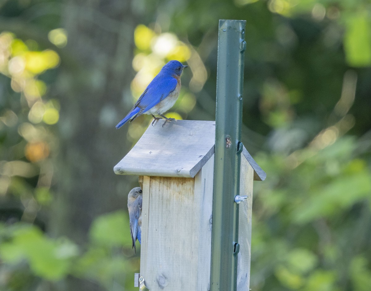 Eastern Bluebird - ML619776509