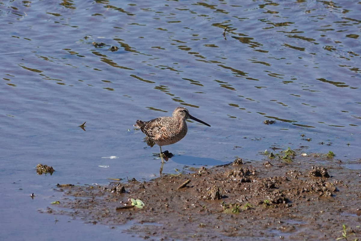 Long-billed Dowitcher - ML619776513
