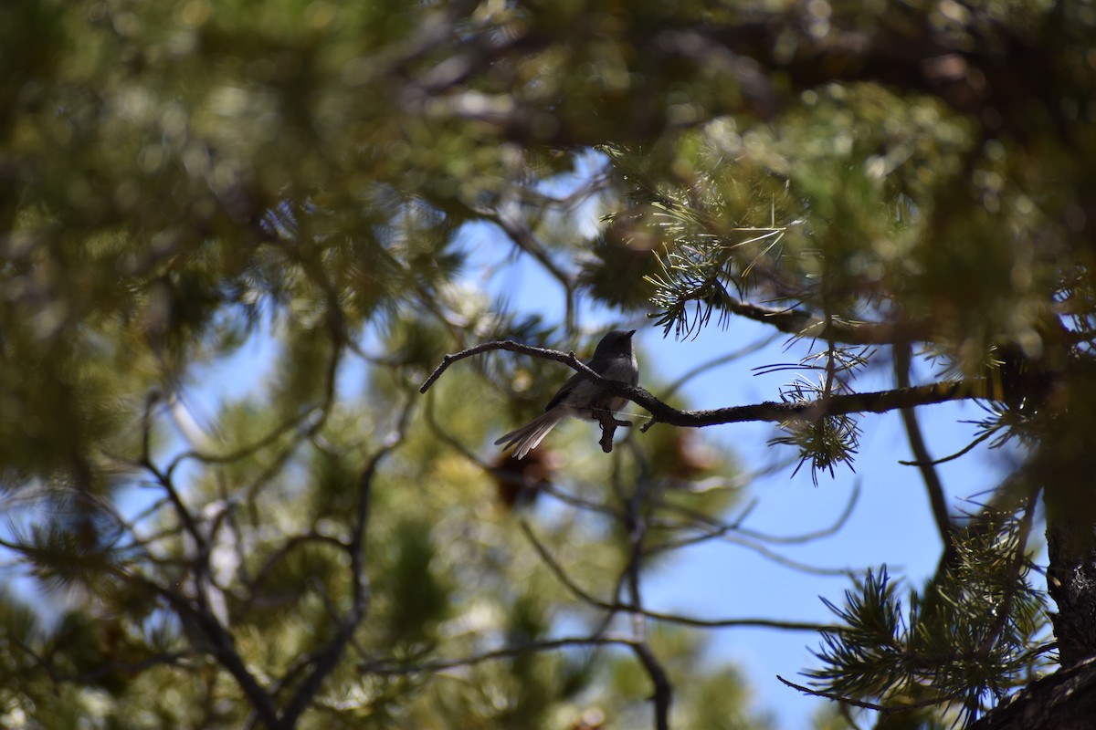 Bushtit - ML619776517