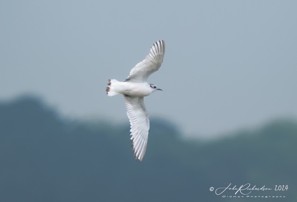 Gaviota Enana - ML619776527