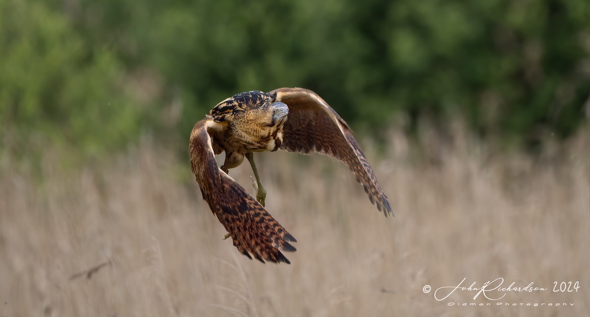 Great Bittern - ML619776550