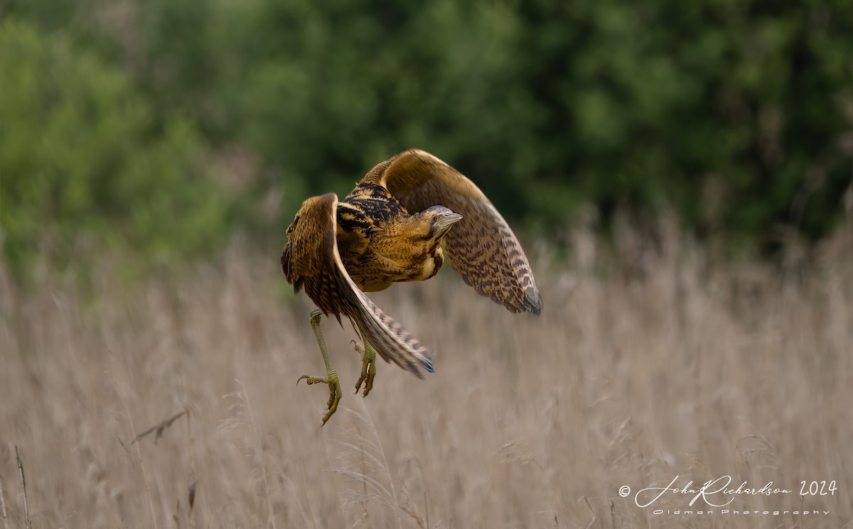 Great Bittern - ML619776551