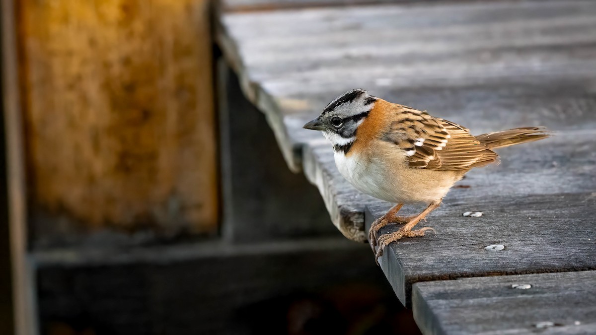 Rufous-collared Sparrow - ML619776556