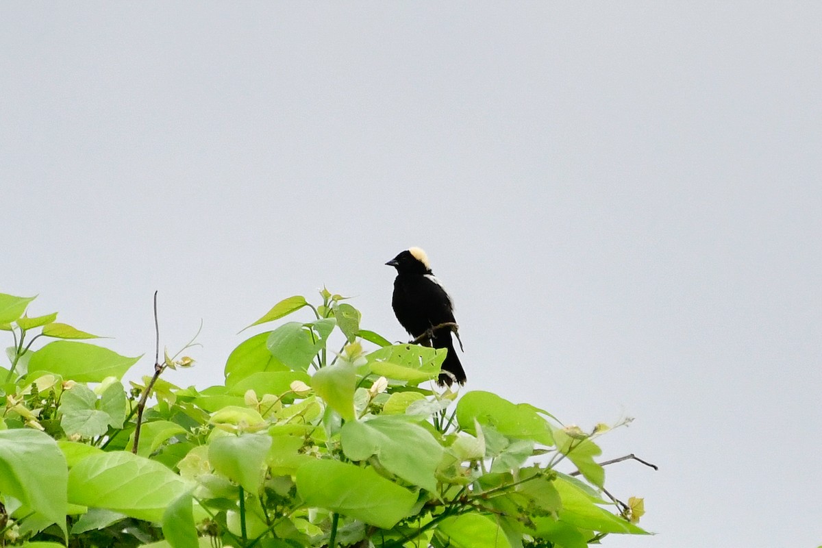 bobolink americký - ML619776563