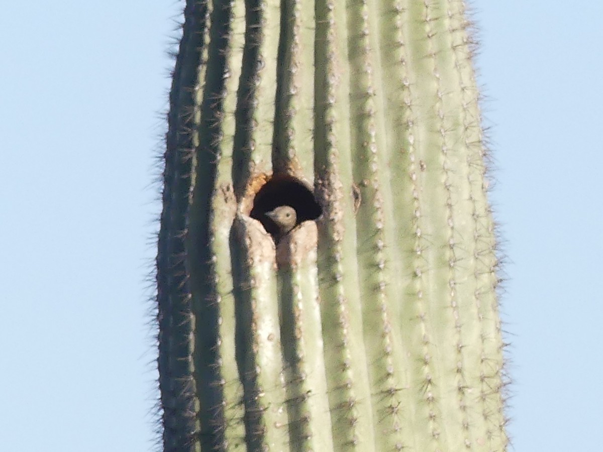 Pic des saguaros - ML619776573