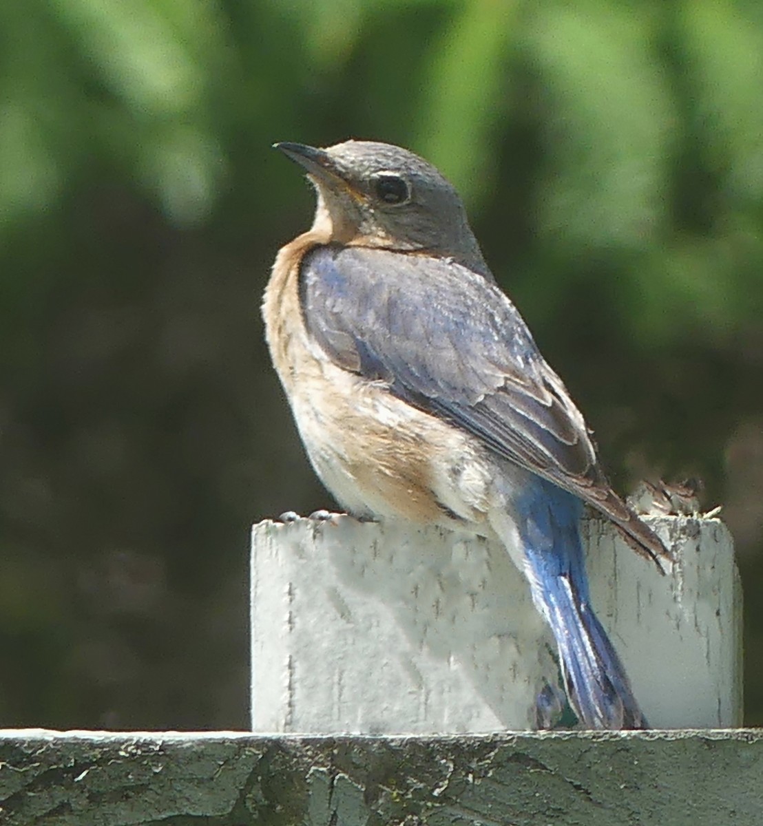 Eastern Bluebird - ML619776601