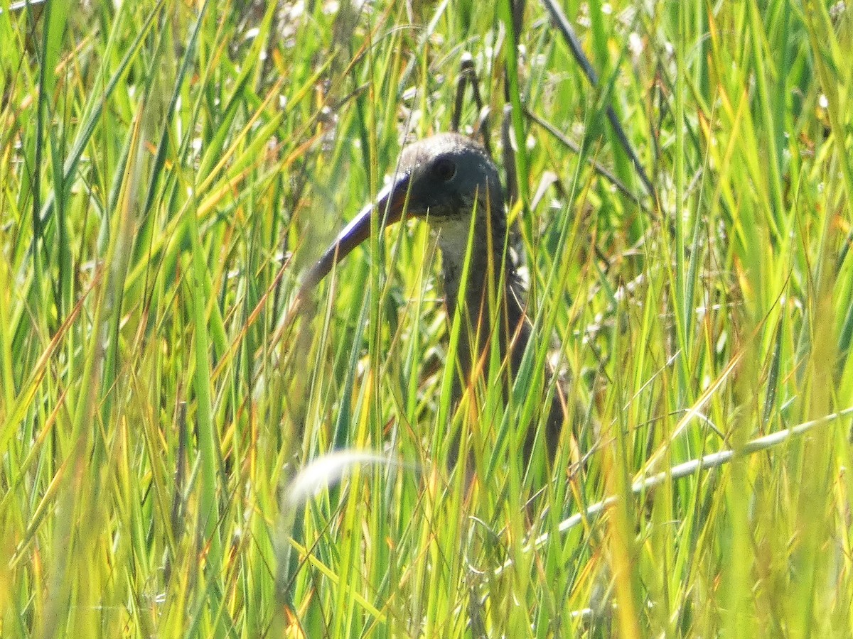 Clapper Rail - ML619776621