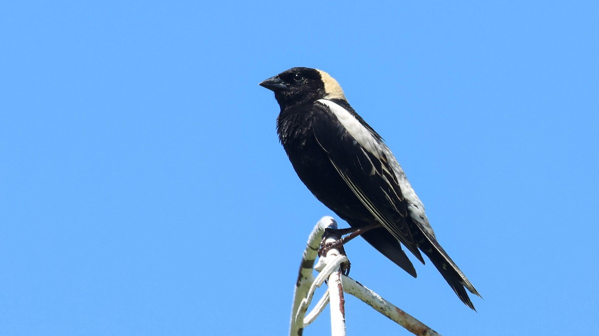 bobolink americký - ML619776638