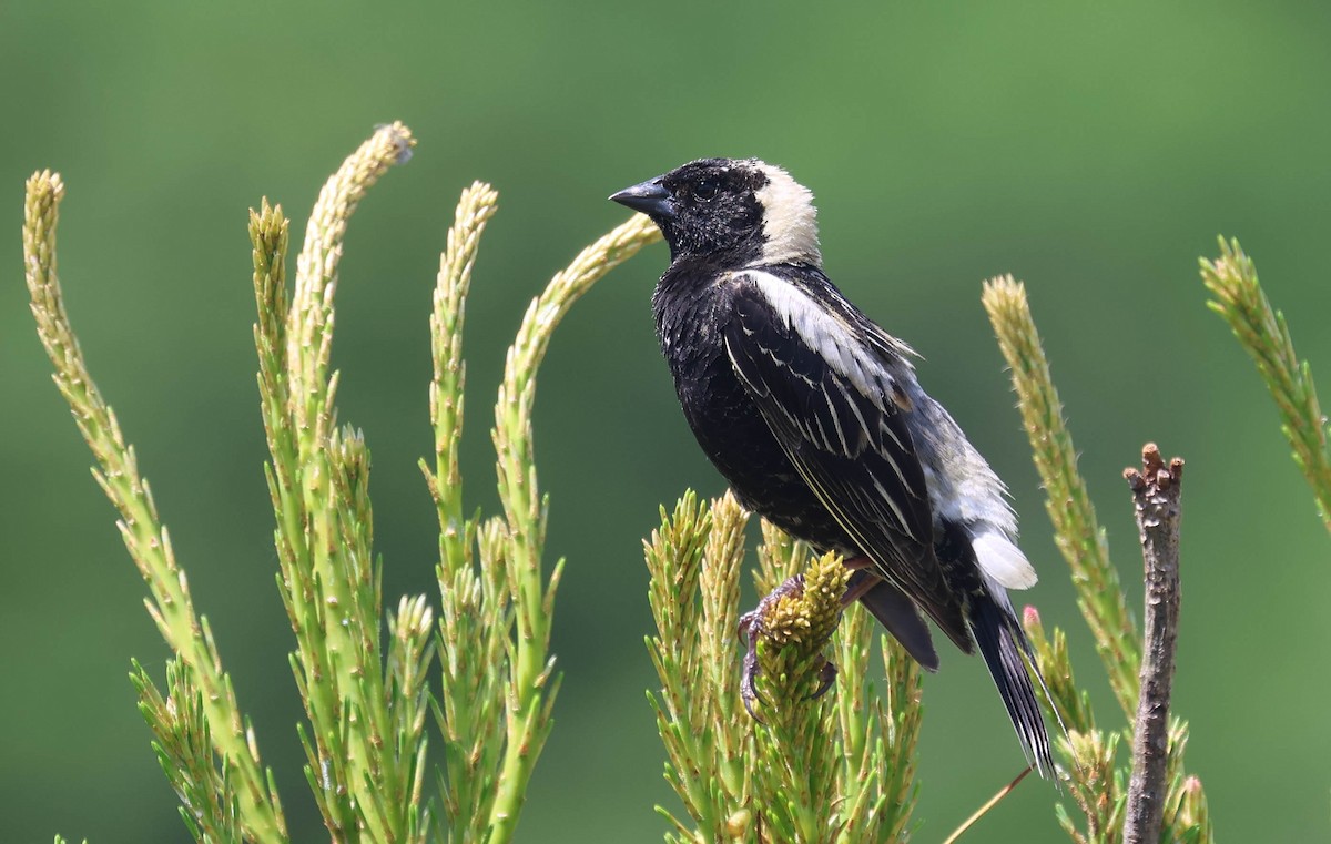 bobolink americký - ML619776643