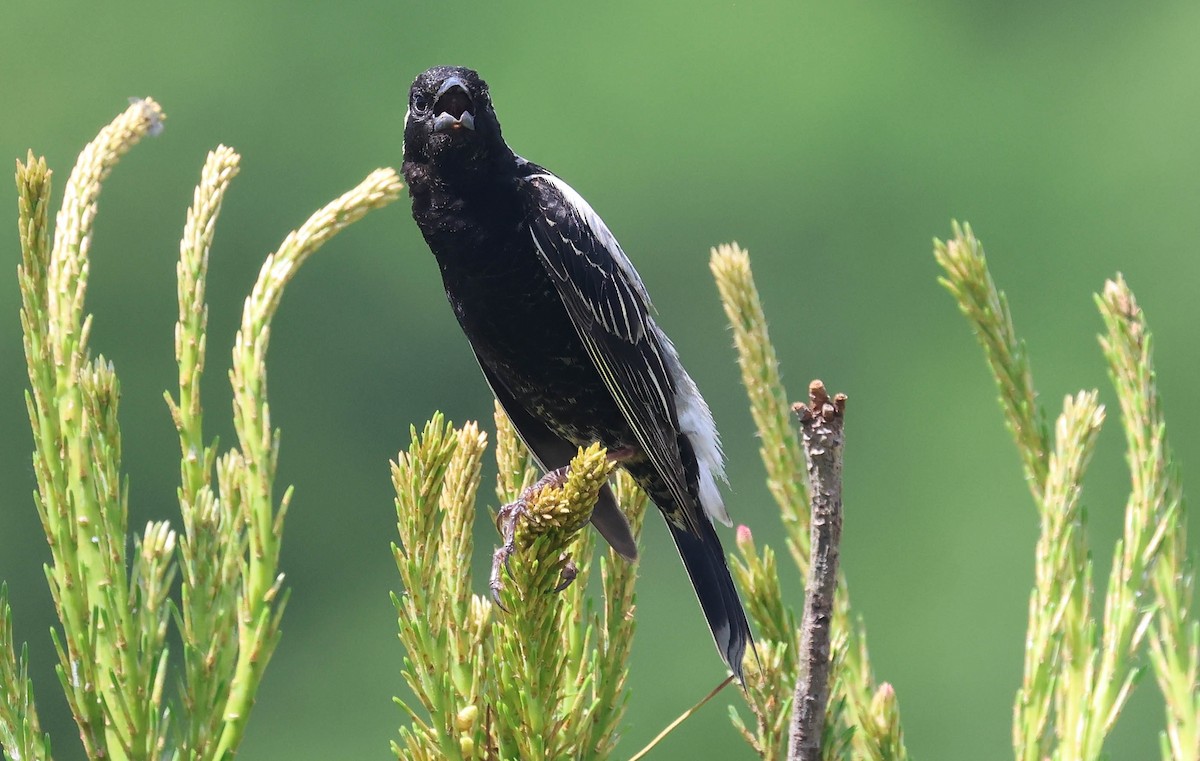 bobolink americký - ML619776644