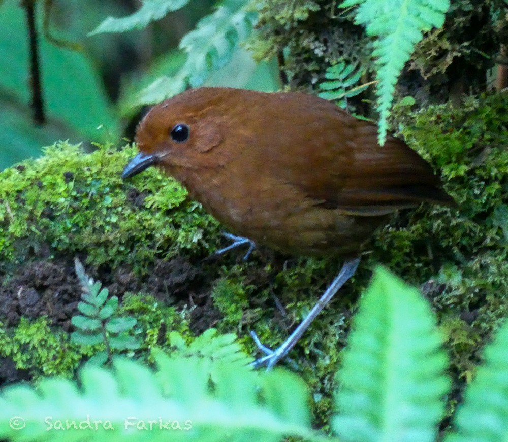 Chestnut Antpitta - ML619776646