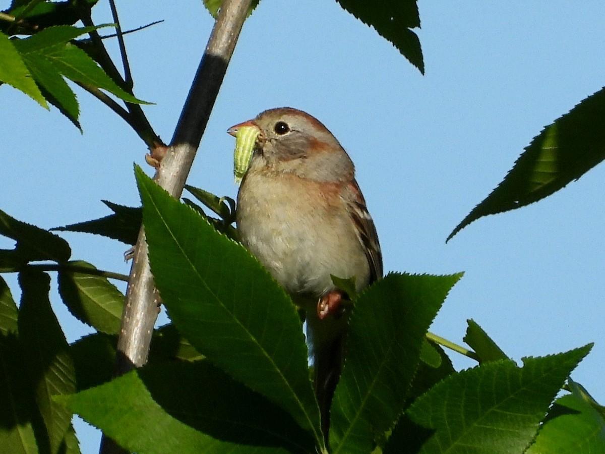 Field Sparrow - ML619776658