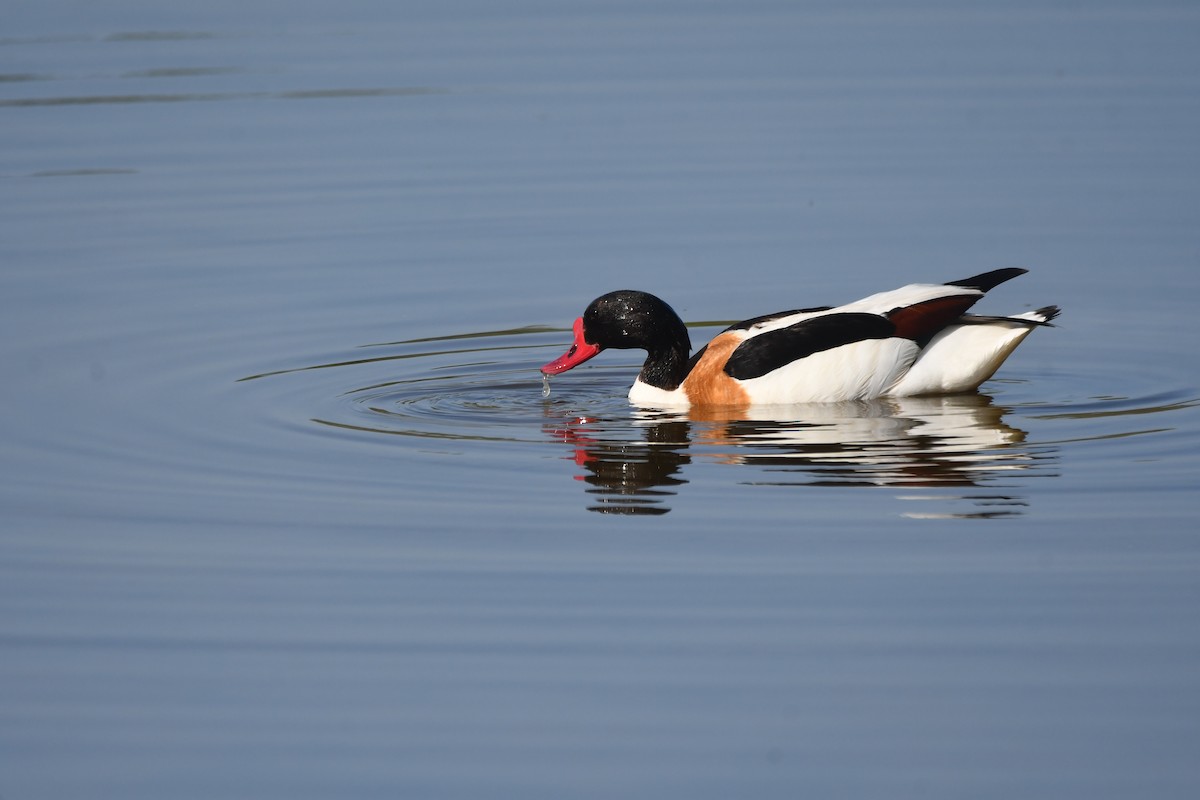 Common Shelduck - ML619776660