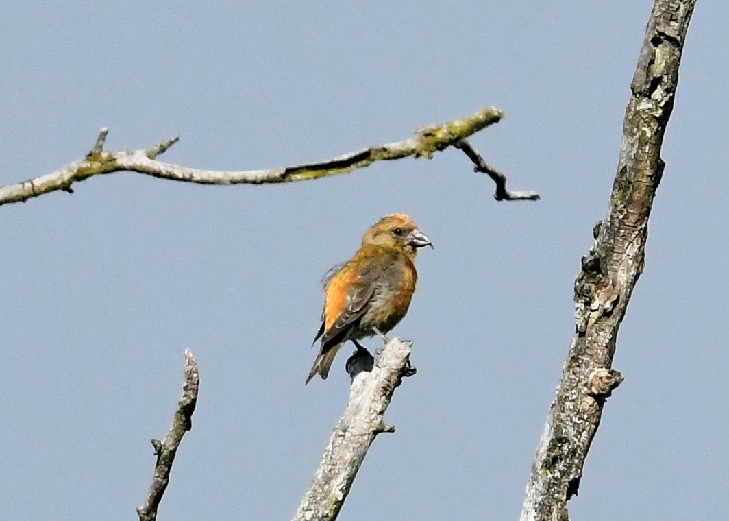 Red Crossbill (Northeastern or type 12) - ML619776661