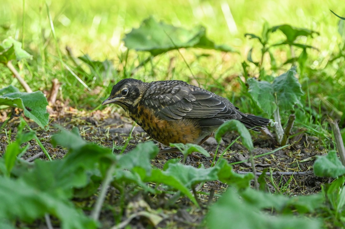 American Robin - ML619776668