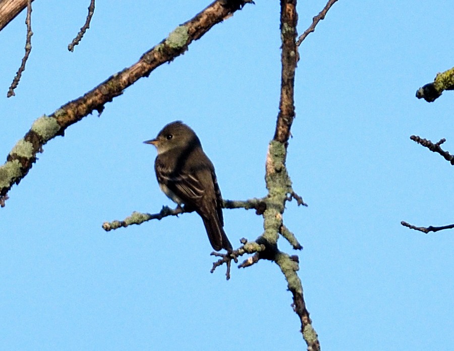 חטפית זעירה - ML619776676