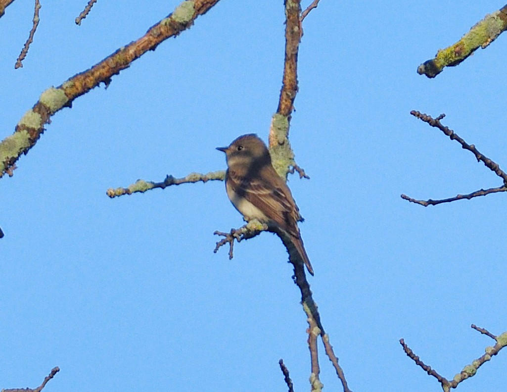 חטפית זעירה - ML619776677