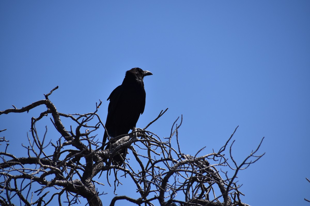 Common Raven - ML619776685