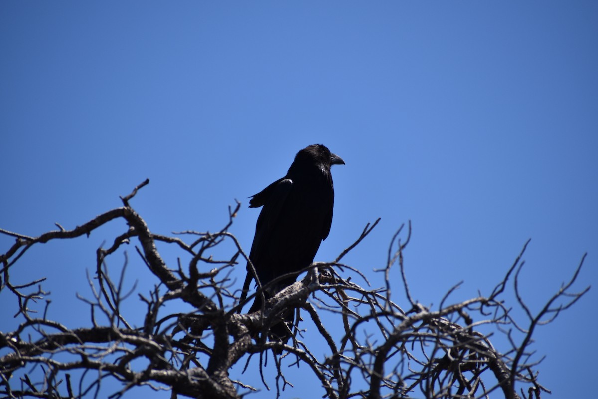 Common Raven - ML619776686