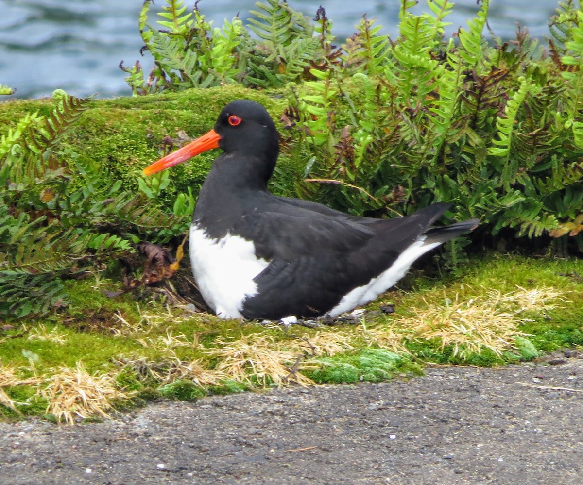 Eurasian Oystercatcher - ML619776695