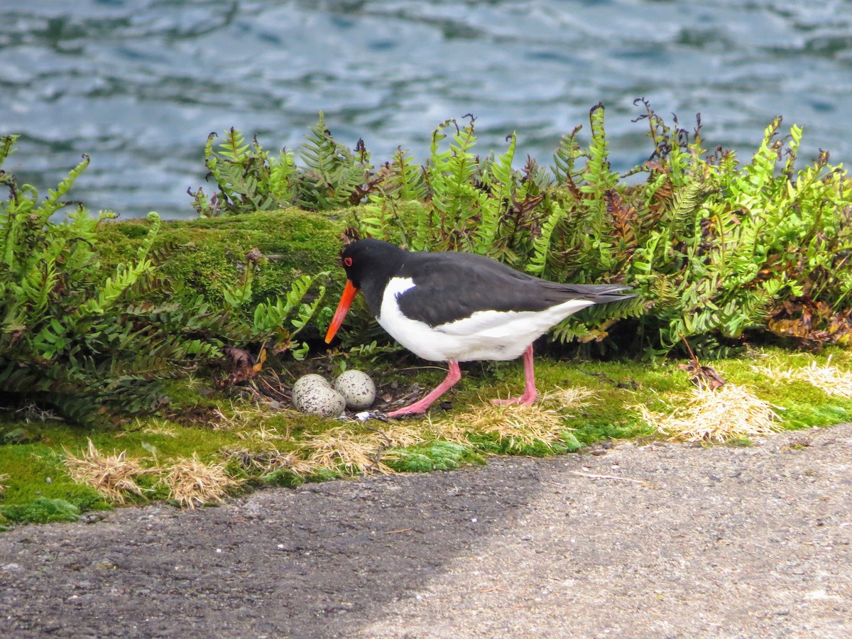 Eurasian Oystercatcher - ML619776697