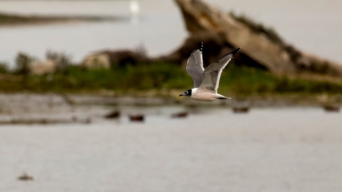 Franklin's Gull - ML619776703