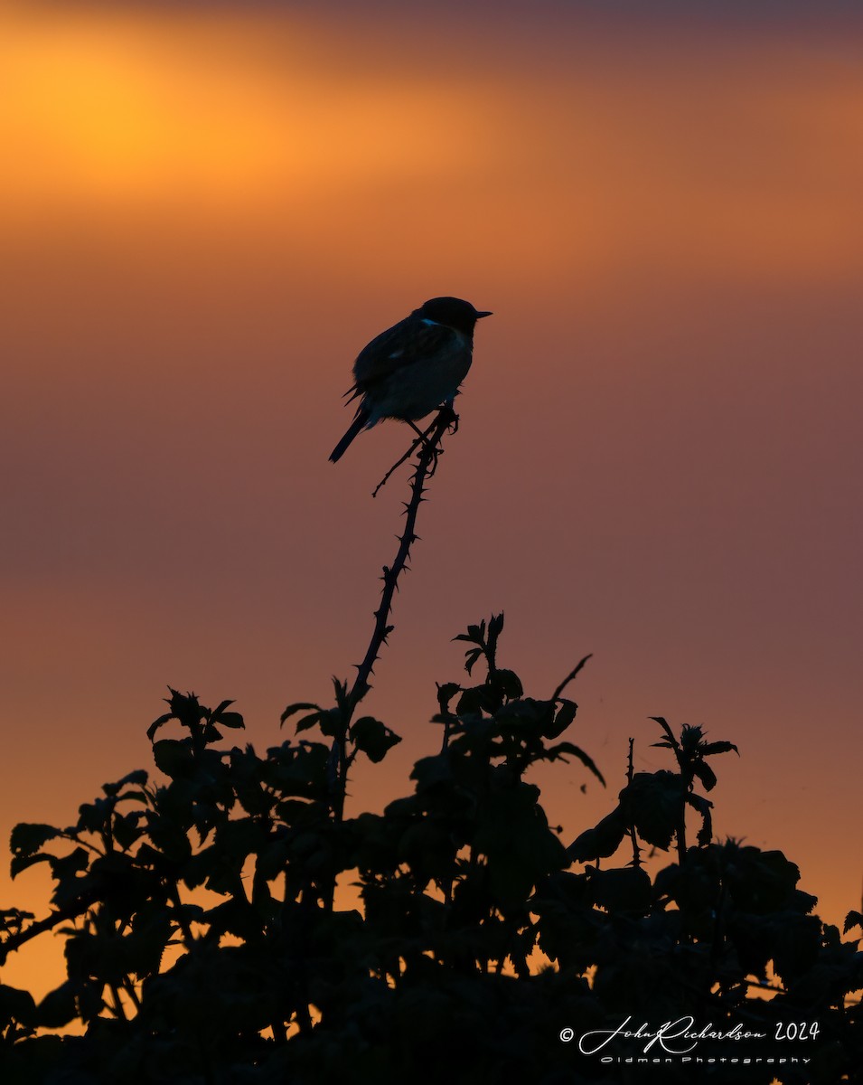 European Stonechat - ML619776710