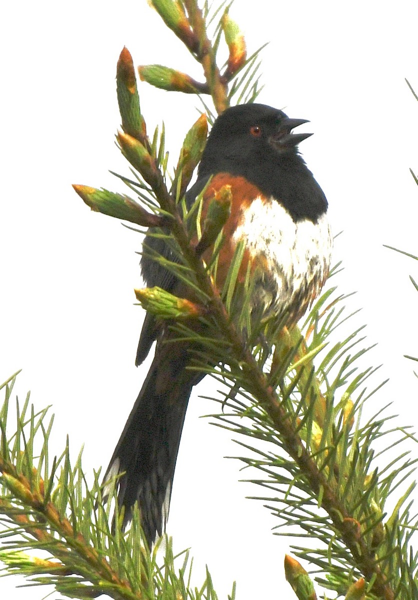 Spotted Towhee - ML619776728