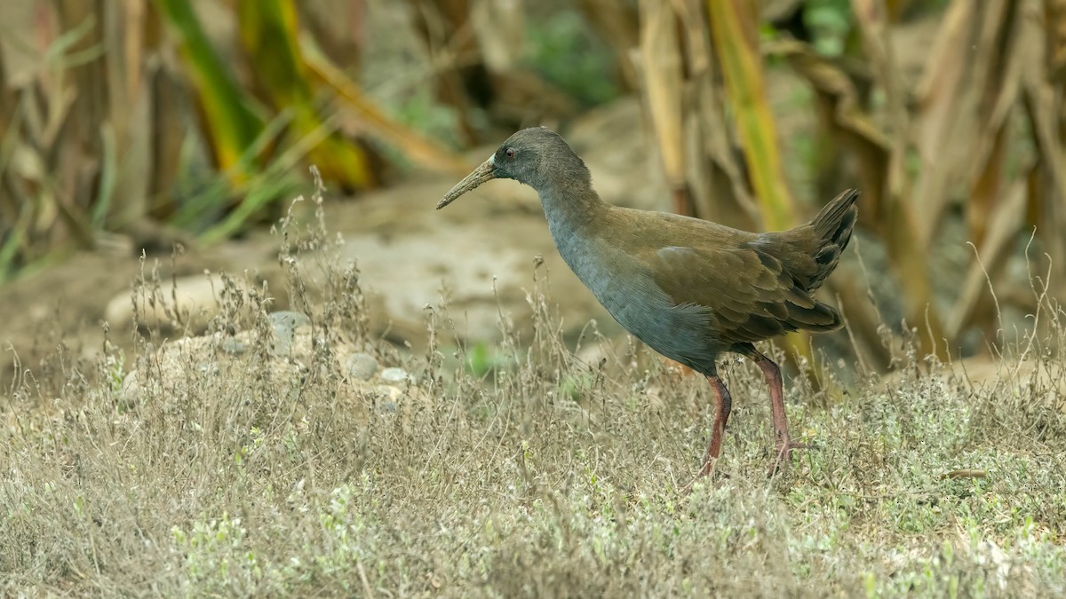 Plumbeous Rail - Michael Riffel