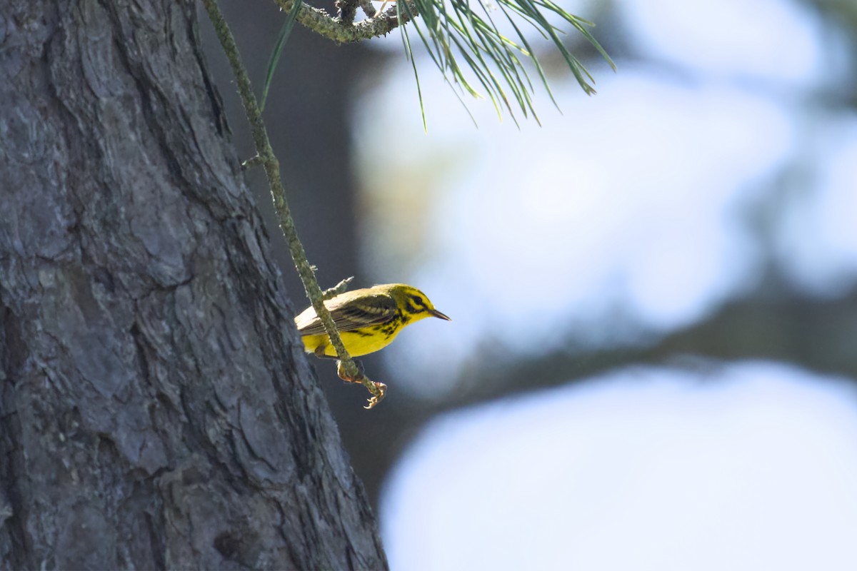 Prairie Warbler - ML619776745