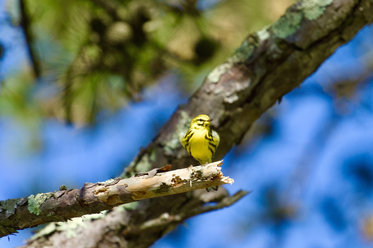 Prairie Warbler - ML619776746