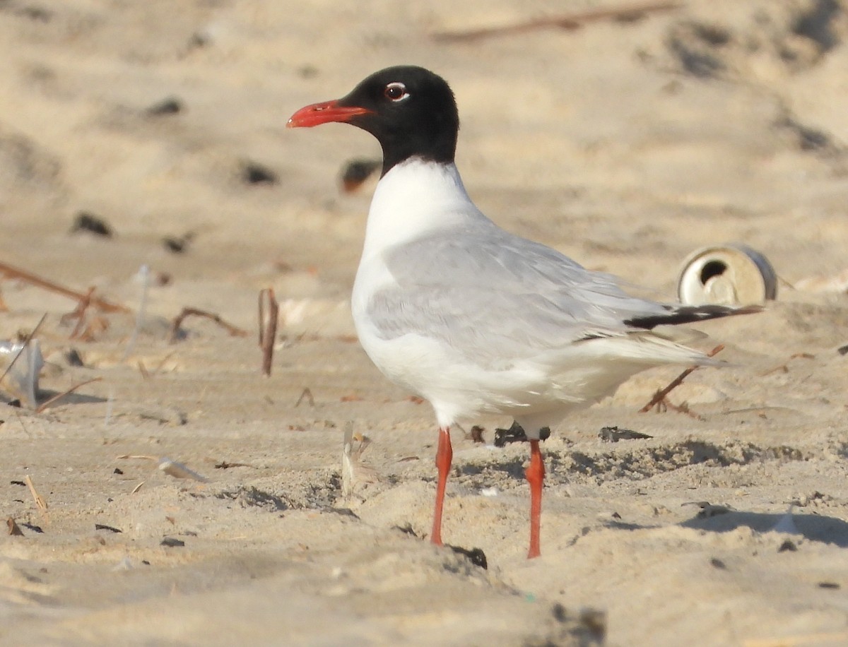 Gaviota Cabecinegra - ML619776748