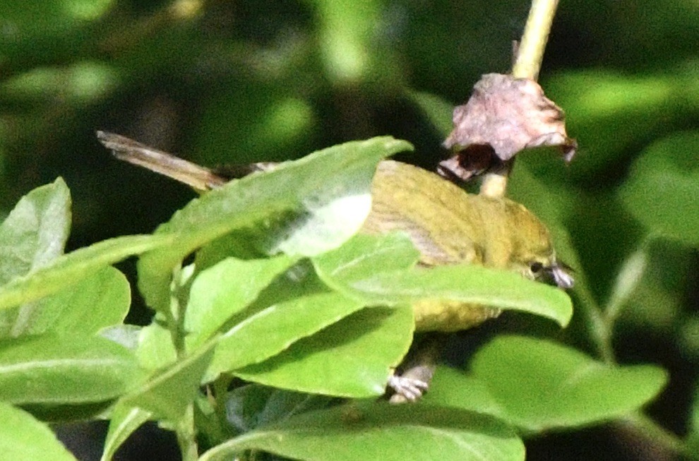 Orange-crowned Warbler - ML619776750