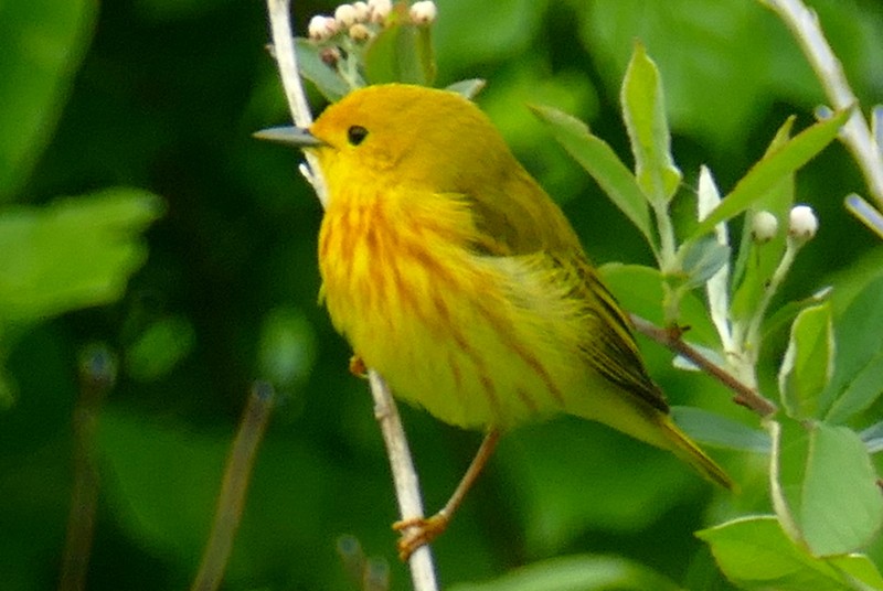 Paruline jaune - ML619776793