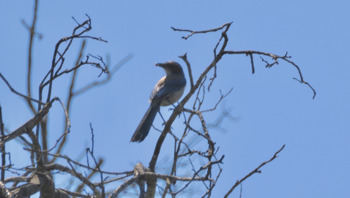 California Scrub-Jay - ML619776815