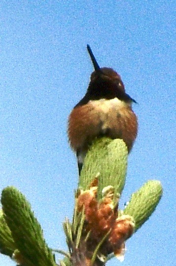Rufous Hummingbird - ML619776833