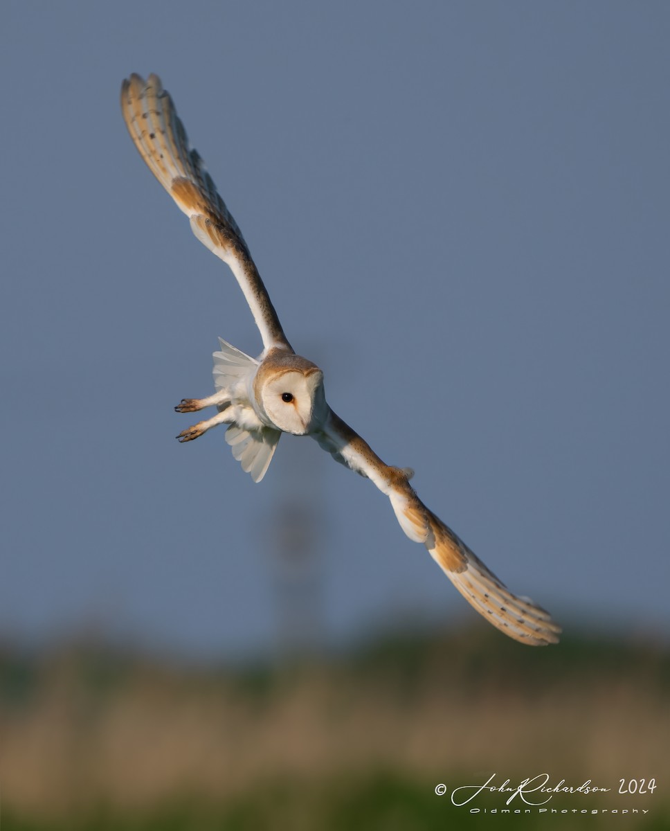 Barn Owl - ML619776835