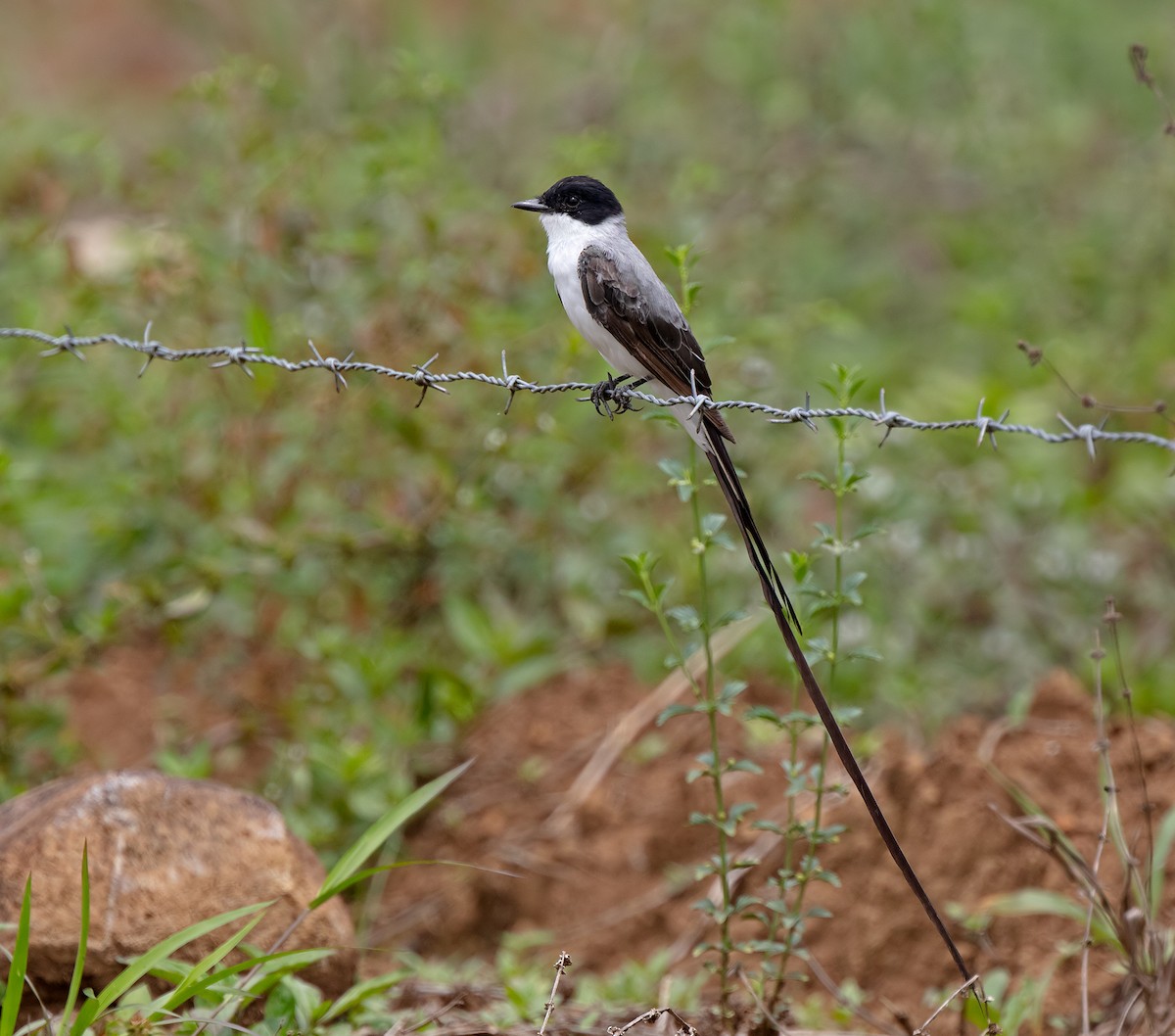 Fork-tailed Flycatcher - ML619776865