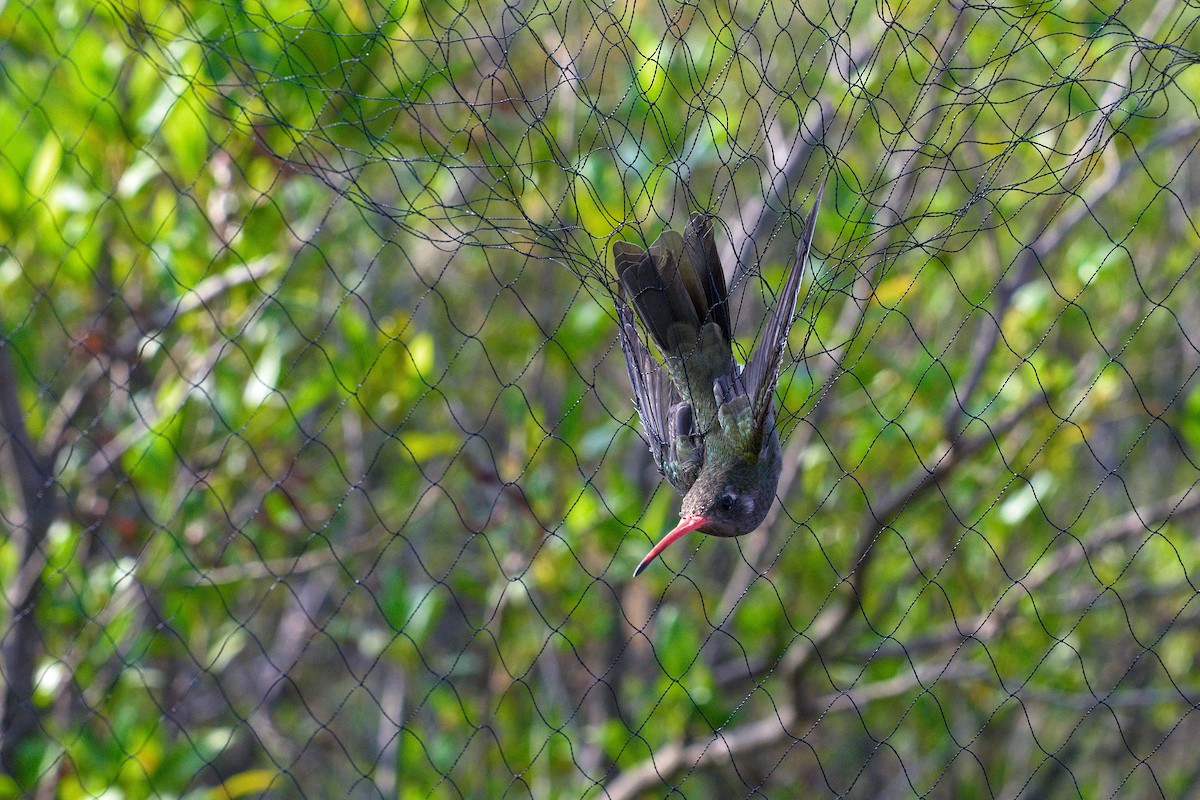 kolibřík temnobřichý - ML619776869
