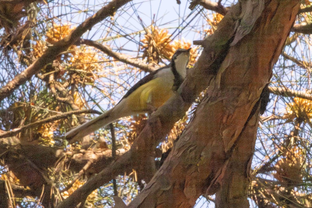 Madagascar Wagtail - ML619776908