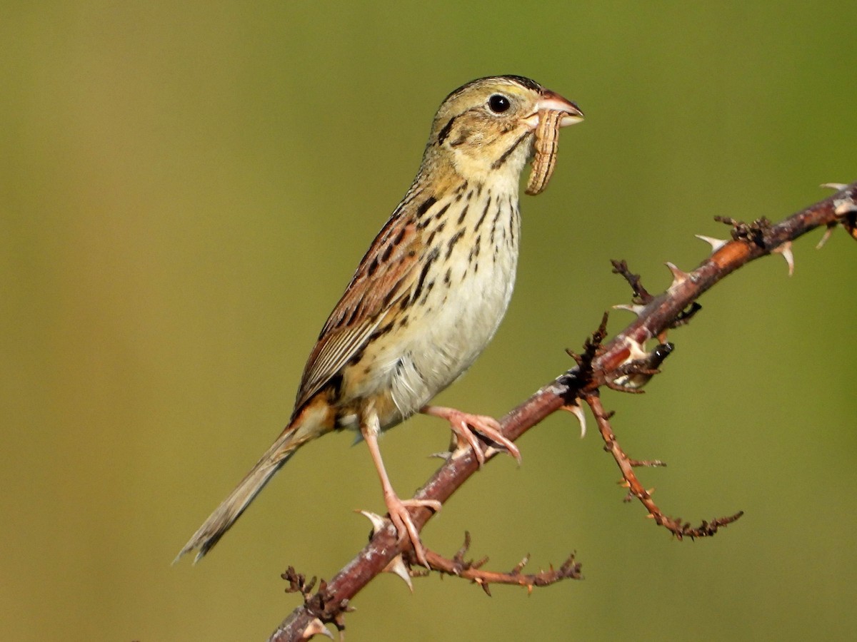 Henslow's Sparrow - ML619776912