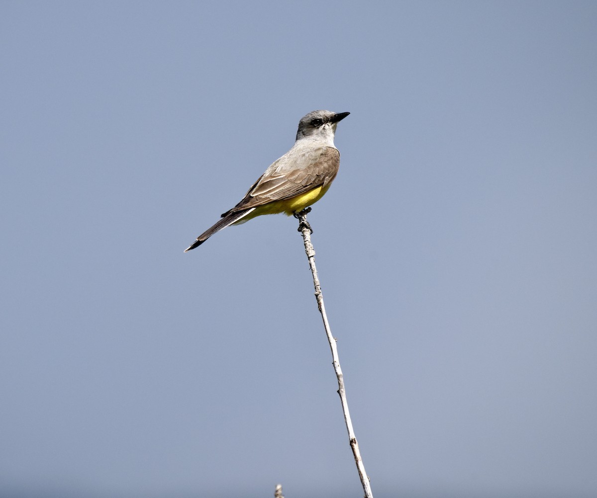 Western Kingbird - ML619776928