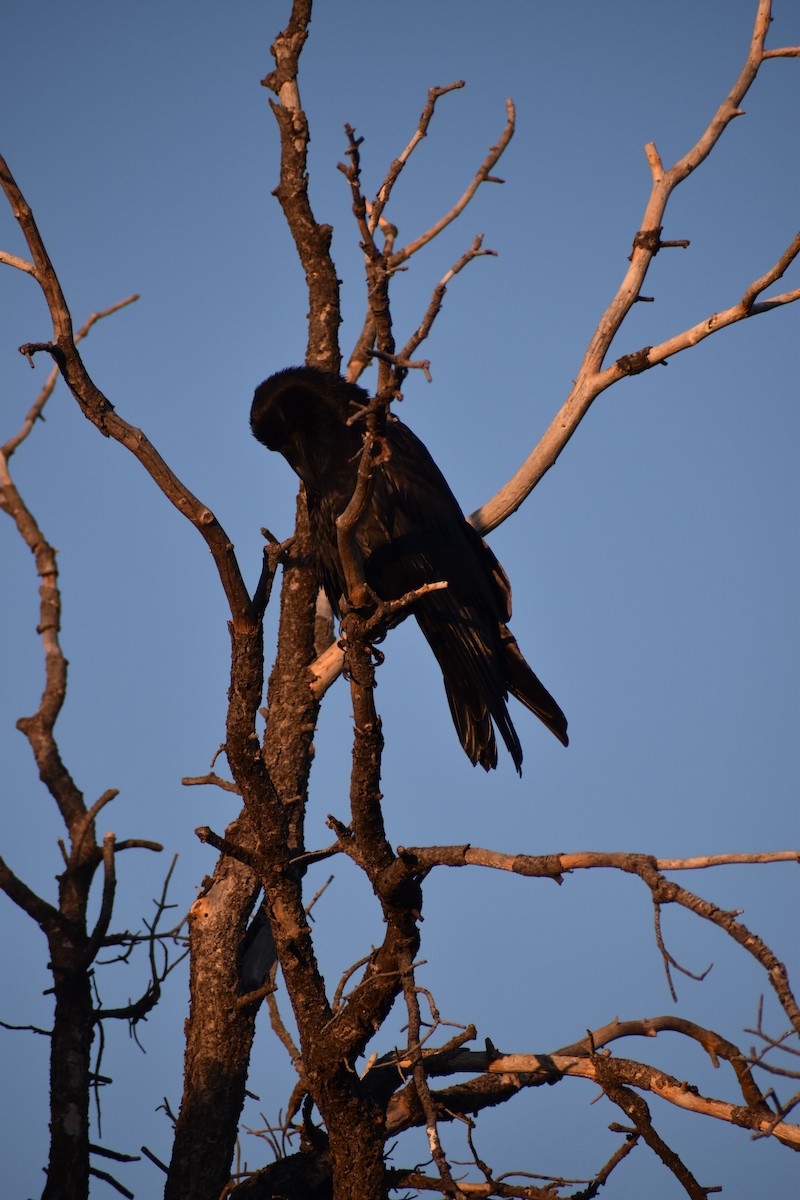 Common Raven - ML619776940