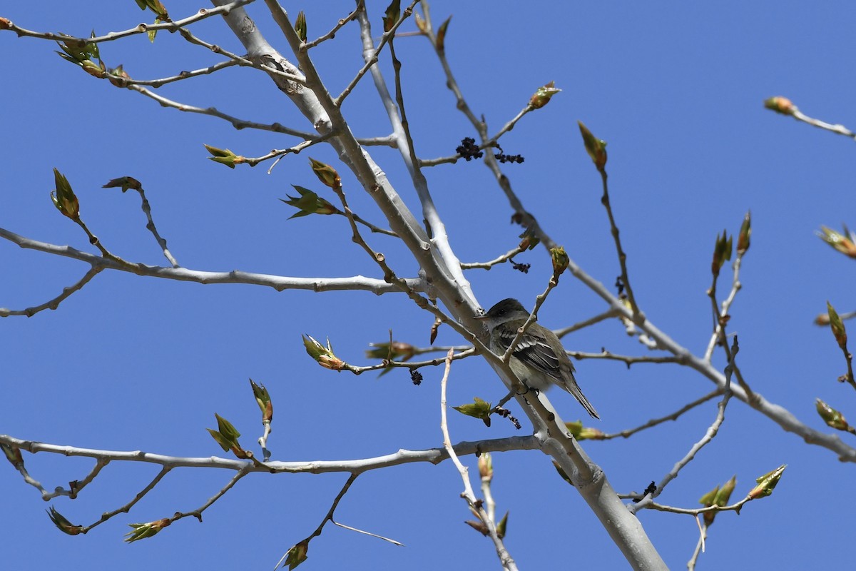 Willow Flycatcher - ML619776967