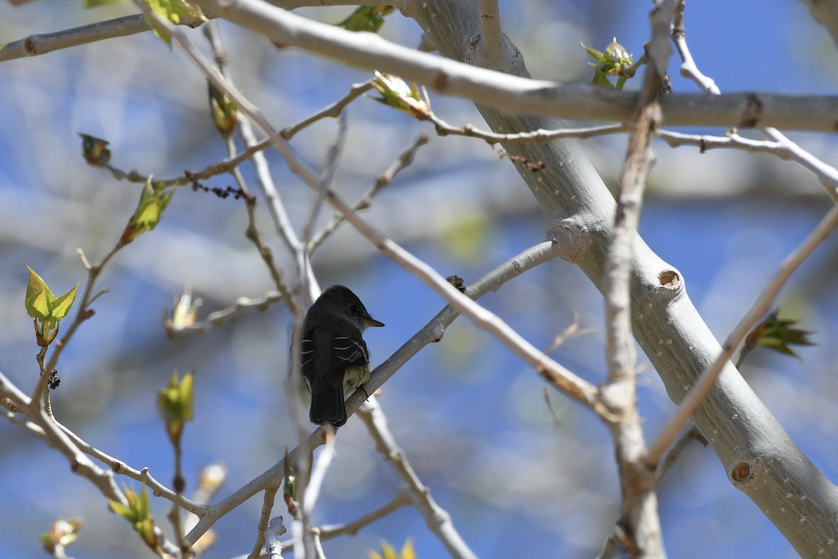 Willow Flycatcher - ML619776968