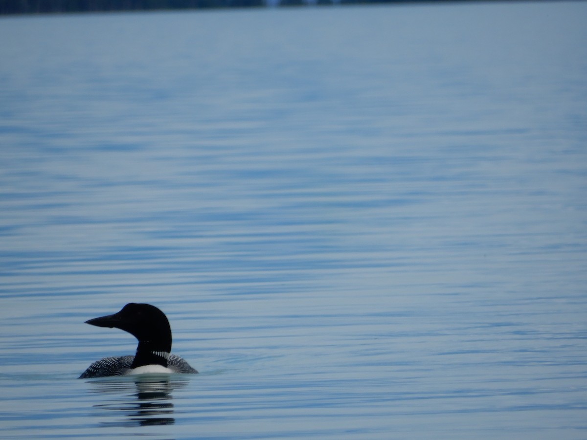 Arctic/Pacific Loon - ML619776971